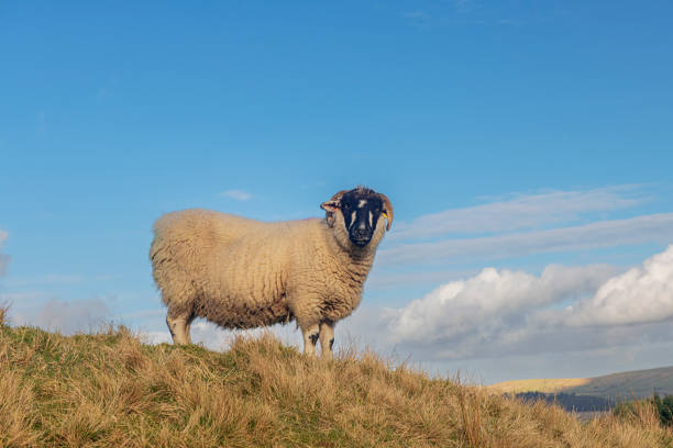 A lone sheep stood on top of a hill looking down at the camera
