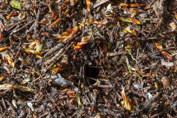 istock Formica rufa, also known as the red wood ant in spring 1399138213