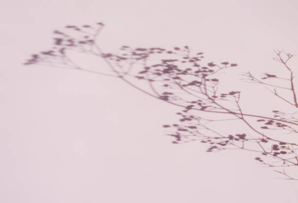istock natural shadow pastel pink background 1399139076