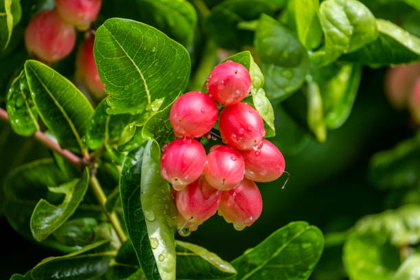 istock Cluster of bengal currants 1399139478