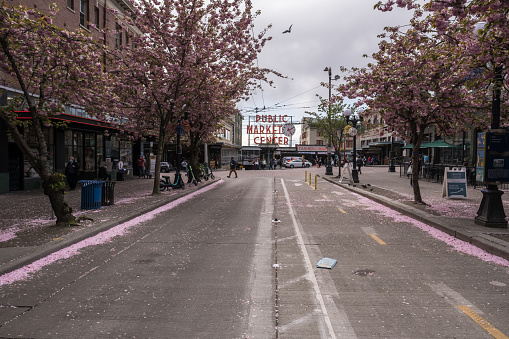 Seattle, USA – April 26, 2020: Late in the day blooming spring trees on Pike and 1st avenue.