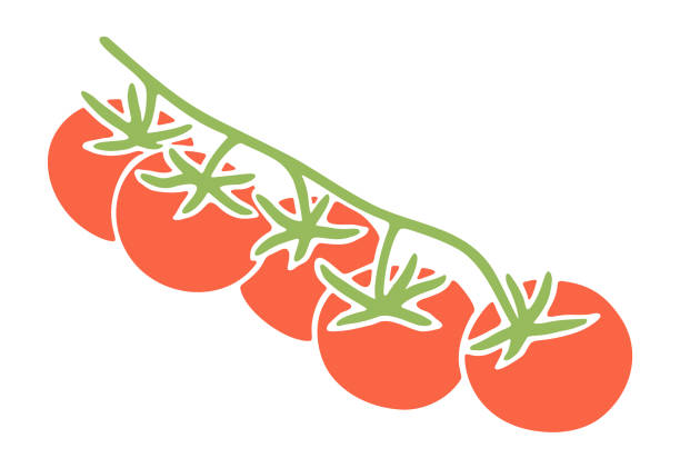 ilustrações, clipart, desenhos animados e ícones de tomate sobre vine - cherry tomato tomato white background vegetable