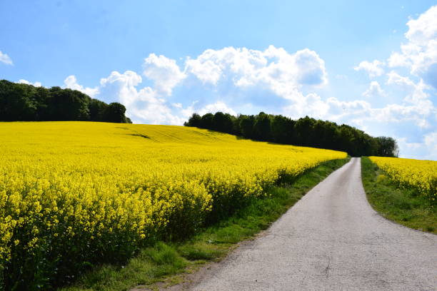 istock tiny country road at a yellow field 1399143018