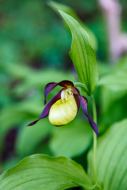 una sola orchidea scarpetta di lady in estate - ladyslipper foto e immagini stock