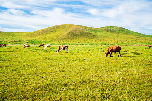 Cows grazing in the sun.