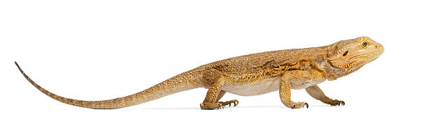 istock Central Bearded Dragon, Pogona vitticeps, in front of white background 139914712