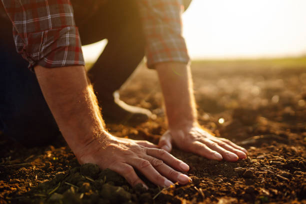 Expert hand of farmer checking soil health before growth a seed of vegetable or plant seedling. stock photo