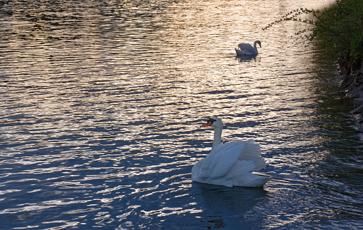 Two swans next to a lake shore during sunset