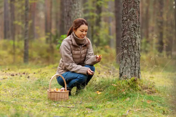 Photo of young woman picking mushrooms in autumn forest
