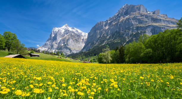 amazing meadow flowers and alps mountains during sunny day in grindelwald in switzerland - swiss culture european alps mountain eiger imagens e fotografias de stock