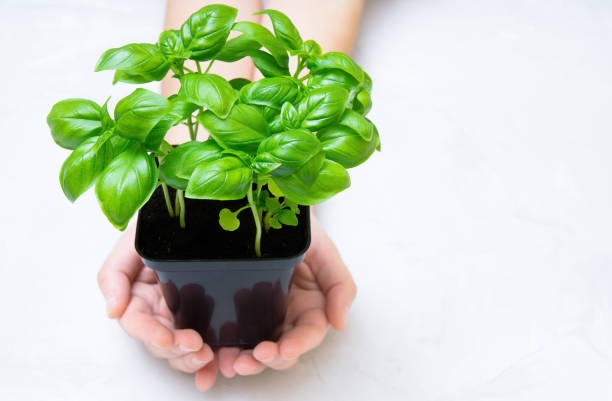 istock Hands holding a sweet basil pot 1399150022