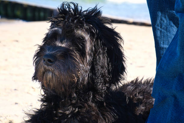 goldendoodle on the Baltic Sea lying in the sand on the sea. black and tan. goldendoodle on the Baltic Sea lying in the sand on the sea. Goldendoodle in black and tan. Animal photo in nature berger australien bleu merle adulte stock pictures, royalty-free photos & images
