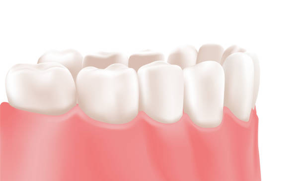 gesunde, saubere zähne und zahnfleisch des unterkiefers. die seite der prothese. isoliertes modell für zahnärztliche ausbildung und zahnarzt. realistischer stil. weißer hintergrund. vektorillustration für zahnpflege und medizin - menschlicher-zahn stock-grafiken, -clipart, -cartoons und -symbole