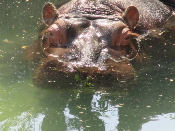 istock A huge hippo protruding from the surface of the water 1399153394