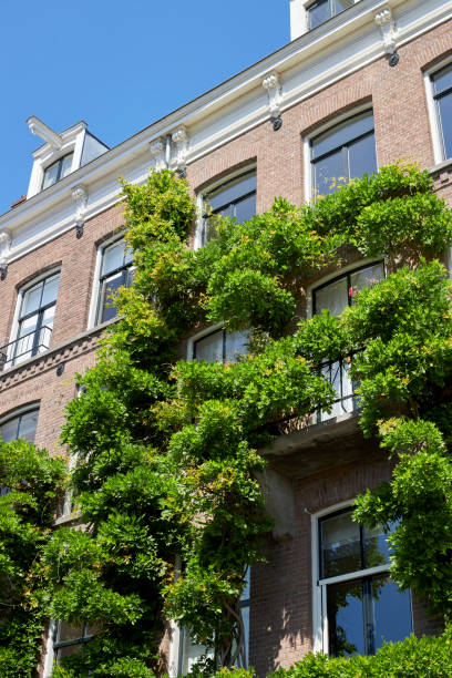 istock Amsterdam building facade covered with ivy 1399156072