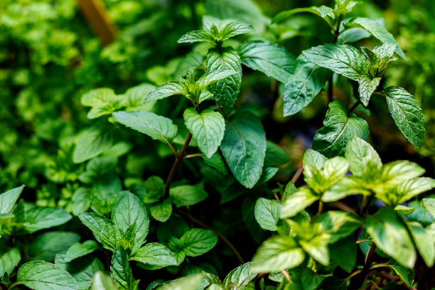 istock Fresh mint growing in a pot outdoors 1399159265