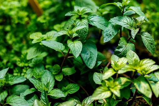 Selective focus image of group green mint plants.