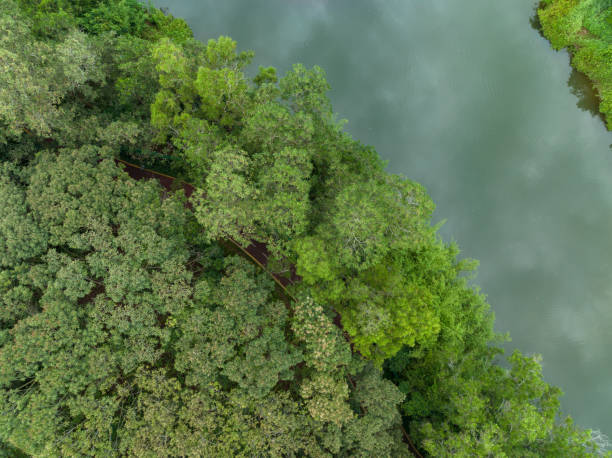 istock Trail hiding in forest at the lakeside 1399159301