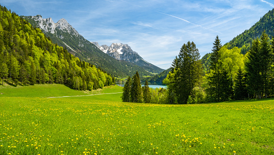 Idyllic spring meadow, in the background the Wilde Kaiser, Hintersteiner See in Tirol, Austria. Europe