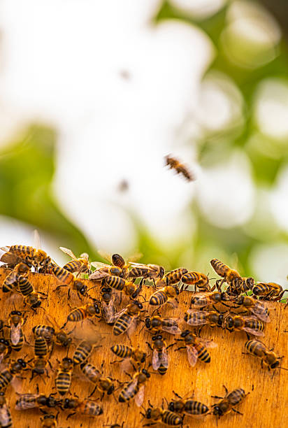 istock close-up of honey bees on a blurred background, Apitherapy, vertical 1399159423