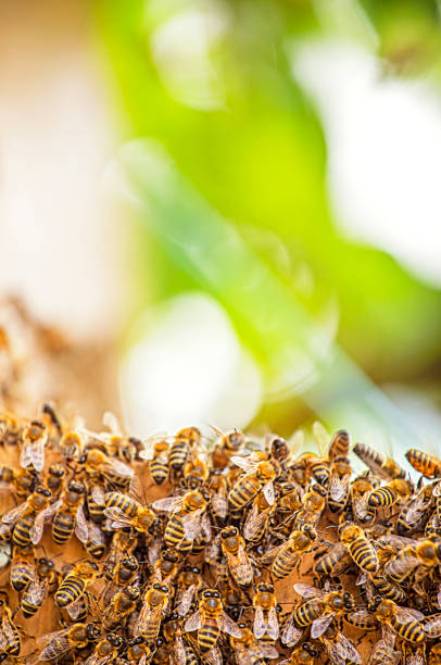 istock close-up of honey bees on a blurred background, Apitherapy 1399159487