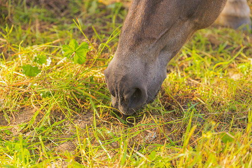 Wild horse eating in the field with vegetation.