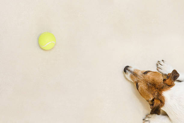 vue d’en haut sur un chien paresseux allongé sur le sol et regardant la balle de tennis - indoor tennis photos photos et images de collection