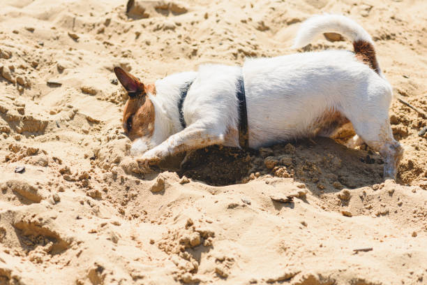 istock Dog walking at sand beach digging hole to cool down on hot sunny day 1399160818