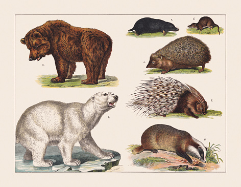 Various mammals: a) Brown bear (Ursus arctos); b) Polar bear (Ursus maritimus); c) Mole (Talpa europaea); d) Lesser white-toothed shrew (Crocidura suaveolens); e) European hedgehog (Erinaceus europaeus); f) Crested porcupine (Hystrix cristata); g) European badger (Meles meles). Chromolithograph, published in 1891.