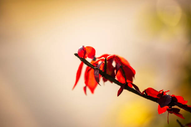 Autumn foliage