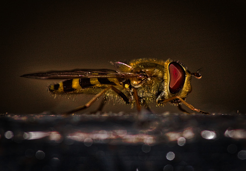 Hoverfly. Eupeodes corollae on a flowers