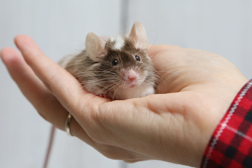 Long haired grey splashed decorative satin little mouse on arm. Cute home animal, fun pet. Fancy mouse on palm.\nPhotographed on Canon EOS 5D Mark III.