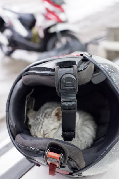 istock Domestic cat feel warm 1399162156