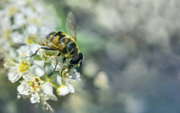 istock Drone insect on a white flower. Close-up, with selective focus on a blurred background 1399162885