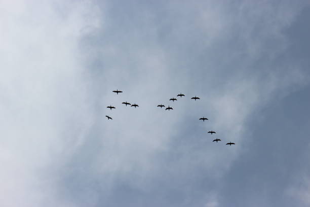 istock Flock of birds flying in the sky 1399163391