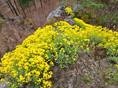 Yellow Solidago Praecox flower in summer garden blooming