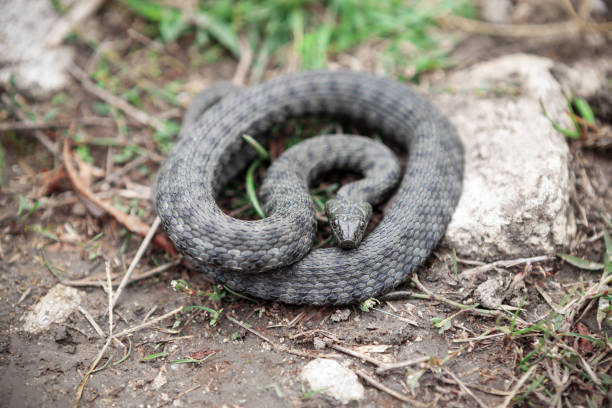 coiled snake on the ground - water snake imagens e fotografias de stock