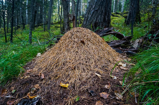 Large anthill in the Siberian taiga