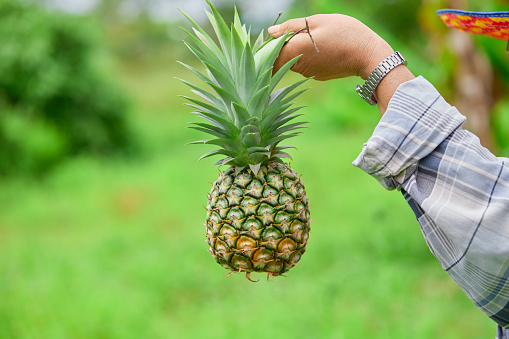 Human hand holding fresh pineapple on green grass