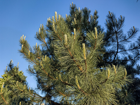 Ponderosa pine in Baia Mare city, Romania