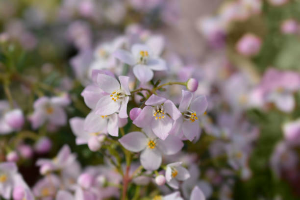 istock Narrow-leaved boronia Pink Star 1399166557