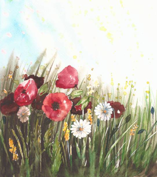 акварельное цветочное поле, нарисованный от руки мак и ромашка - chamomile plant chamomile bouquet wildflower stock illustrations