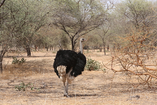 Common ostrich (struthio camelus) or simply ostrich (male) in Bandia reserve, Senegal. African animal. Safari in Africa.\nPhotographed on Canon EOS 5D Mark III.