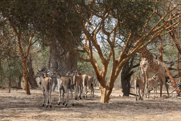 jirafa y grupo de antílopes en la reserva de bandia, senegal, áfrica. animal africano. safari. naturaleza senegalesa, paisaje pintoresco africano, bosque. turismo en áfrica - senegal eland africa wildlife reserve fotografías e imágenes de stock