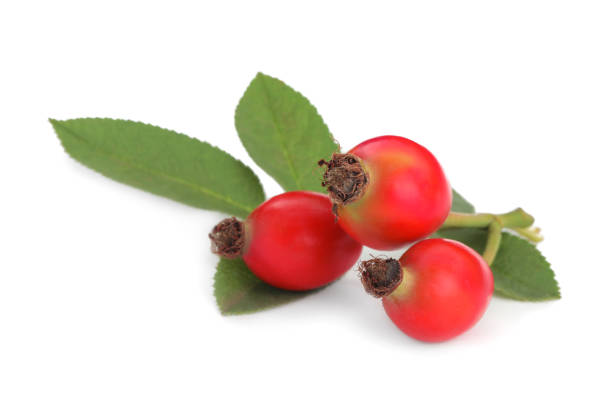 istock Ripe rose hip berries with leaves on white background 1399167909