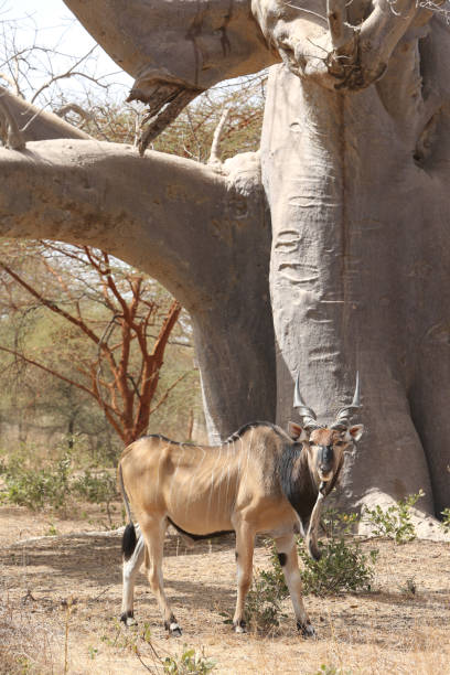 eland gigante (taurotragus derbianus), también conocido como lord derby eland, antílope de la sabana en la reserva de bandia, senegal. animal africano. safari en áfrica - senegal eland africa wildlife reserve fotografías e imágenes de stock