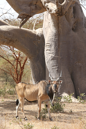 Giant eland (Taurotragus derbianus), also known as Lord Derby eland, savanna antelope in Bandia reserve, Senegal. African animal. Safari in Africa.
Photographed on Canon EOS 5D Mark III.