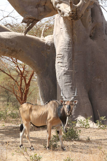 Giant eland (Taurotragus derbianus), also known as Lord Derby eland, savanna antelope in Bandia reserve, Senegal. African animal. Safari in Africa Giant eland (Taurotragus derbianus), also known as Lord Derby eland, savanna antelope in Bandia reserve, Senegal. African animal. Safari in Africa.
Photographed on Canon EOS 5D Mark III. giant eland stock pictures, royalty-free photos & images