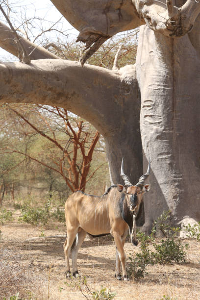 eland gigante (taurotragus derbianus), también conocido como lord derby eland, antílope de la sabana en la reserva de bandia, senegal. animal africano. safari en áfrica - senegal eland africa wildlife reserve fotografías e imágenes de stock