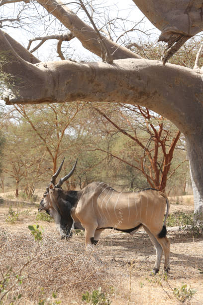 eland gigante (taurotragus derbianus), también conocido como lord derby eland, antílope de la sabana en la reserva de bandia, senegal. animal africano. safari en áfrica - senegal eland africa wildlife reserve fotografías e imágenes de stock